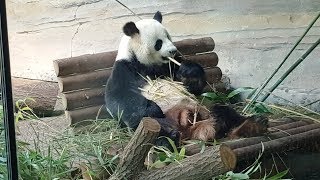 Berliner Zoo Pandabär Jiao Qing Panda Garden PandaMännchen Jiao Qing Giant Panda Anlage Zoo [upl. by Coray]