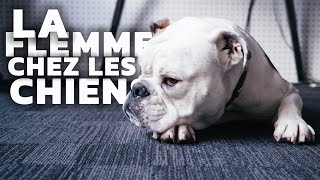 LA FLEMME CHEZ LES CHIENS [upl. by Asirrom]