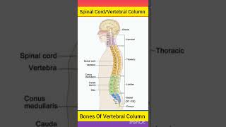 Spinal Cord Anatomy  Spine  Vertebralcolumn spinalcord brainanatomy anatomybrain shorts [upl. by Alemrac398]