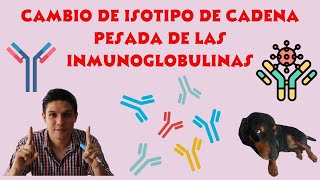 Cambio de isotipo de cadena pesada de las Inmunoglobulinas [upl. by Nyraf879]