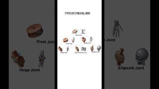 Types of Synovial Joint  humanbody medicalstudent medicoeduhub [upl. by Aivatnahs]