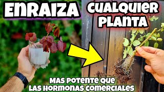 🌿 ENRAIZA cualquier PLANTA con este ENRAIZANTE Casero para RAMAS Esquejes CÍTRICOS o ÁRBOLES [upl. by Dihaz]