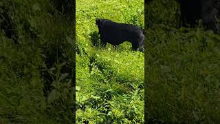 Cane Corso playing with frogs canecorso frogs [upl. by Esaertal]