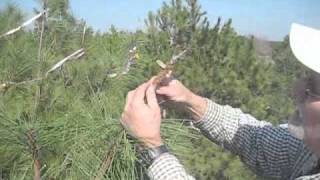 NC State Cooperative Tree Improvement ProgramLoblolly Pine Topgrafting [upl. by Leblanc]