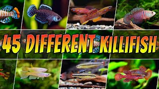 Different Types of Killifish  Rare amp Common Killifish  Aquarium Fish Species List [upl. by Kelsy147]