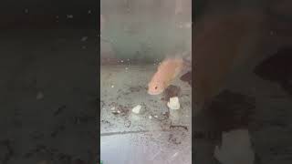 Feeding egg to my Oscar fish viralvideo shorts [upl. by Atiran]