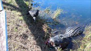 Gator eats turtle [upl. by Darnell]