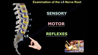 Examination Of L5 Nerve Root  Everything You Need To Know  Dr Nabil Ebraheim [upl. by Haggar389]