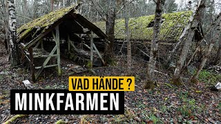 Minkfarmen  Vad hände [upl. by Daney387]