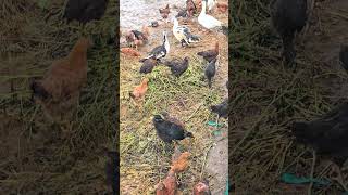 Free Range Desi Poultry Farming [upl. by Ecidnacal]