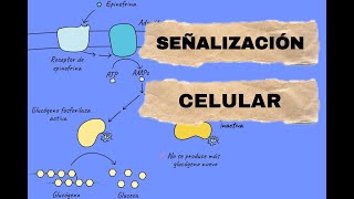 SEÑALIZACIÓN CELULAR Comunicación entre células [upl. by Ettenot757]