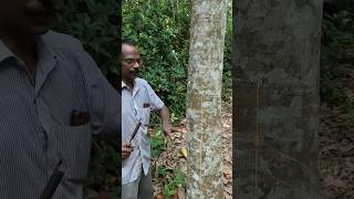 ആദ്യ ടാപ്പിംഗ് new rubber tree [upl. by Richela]