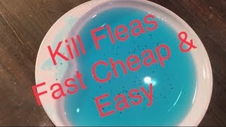 How to Get Rid of Fleas Fast Cheap and Easy See Links  Info in Description 👇🏻 [upl. by Eremihc]