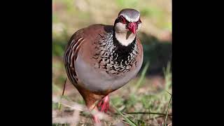 Red Legged Partridge Sound [upl. by Duleba]