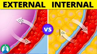 Internal vs External Respiration  Simple Explanation [upl. by Dnalkrik]