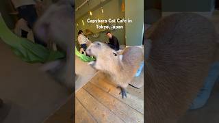 Capybara Cat Cafe in Tokyo Japan [upl. by Evers]