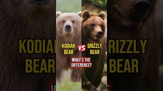 Kodiak bear vs Grizzly bear whats the difference kodiakbear grizzlybear kodiak different bear [upl. by Ydnagrub454]