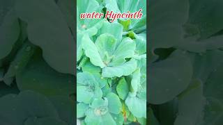 nature conect  जलकुंभी☘️☘️yashu ke videos [upl. by Devinne]