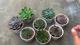 LET’S TALK ABOUT SOME MISTAKES WITH SUCCULENT KEEPING [upl. by Noreht]