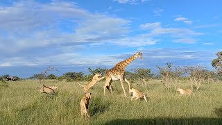 Lion pride takes down calf and protective giraffe mother [upl. by Izak799]