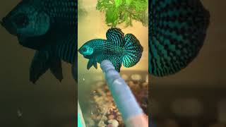 Wild betta fish  lia thia  alien  splendenred  smaragdina guitar bettafishtank wildbetta [upl. by Agneta]