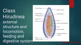 Phylum Annellida Class Hirudinea  structure LocomotionFeeding and digestive system of Hirudinea [upl. by Salas]