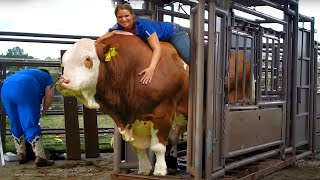 Incredible Cow HOOF Animal Rescue Farm WithMe​ New Farming Modern Automatic Milking Milk Feeding1m [upl. by Alrep]