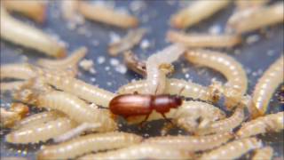 Confused Rice Flour Beetles Tribolium confusum with larvae [upl. by Bambie]