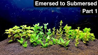 Transitioning Emersed Aquarium Plants to Submerged  Part 1 [upl. by Nylac]