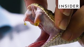 How Venom is Extracted from Snakes [upl. by Phares]