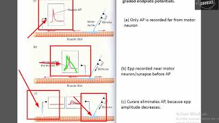 La plaque motrice Jonction neuromusculaire [upl. by Auqinahs]