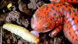 Northern Red Salamander Eating [upl. by Dagnah]