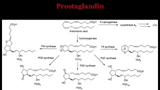 Prostaglandin [upl. by Vanhook]