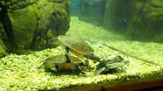 Snakeneck amp Shortnecked Turtles at Cape May Zoo [upl. by Etnohs86]