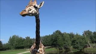 Giraffen im Serengeti Park Hodenhagen [upl. by Desiree595]