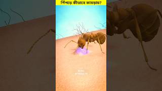 পিঁপড়ে আমাদের কামড়ায় কীভাবে 😳 shorts ants bite [upl. by Juta26]