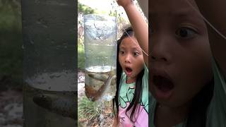 Survival Skills New Fish TRAPPING with bottle survival bushcraft camping useful [upl. by Gabby]