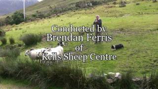 Brilliant Sheep Herding Demonstration Using Border Collies [upl. by Akinnej]