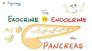 Pancreatic Enzymes amp Hormones  Exocrine vs Endocrine  Gastrointestinal GI Physiology Lectures [upl. by Ludwigg]