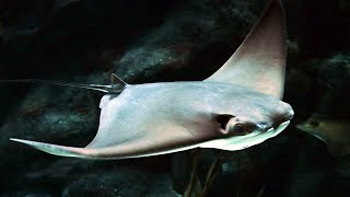 Facts The Cownose Ray [upl. by Caren]