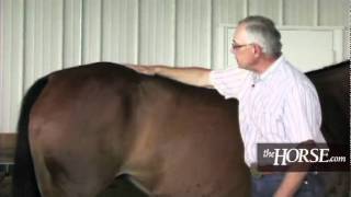 Whats Your Horses Body Condition Score [upl. by Calysta]