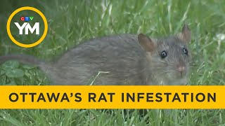 Ottawa Neighbourhoods Overwhelmed by Rats  Your Morning [upl. by Kellda554]