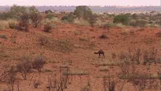 Australian Feral Camel Management Project 2013 [upl. by Oniuqa]