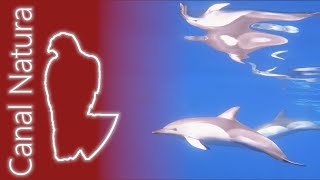 Delfín común Delphinus delphis Common dolphin 4K [upl. by Anahpets]