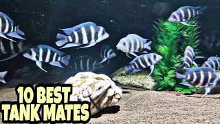 10 Most Suitable Tank Mates For Frontosa Cichlid [upl. by Annahael]