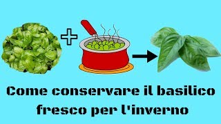 Come conservare il basilico fresco per linverno [upl. by Chapa]