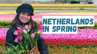 How to Enjoy the Tulips in the Netherlands Your Ultimate Guide [upl. by Acirtap]