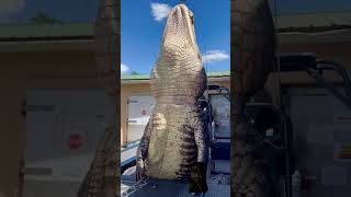 OMG How bigger crocodile gator gatorhunting dinosaur fish gatorland alligator babygator [upl. by Bohrer]