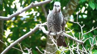 鳴くヒヨドリ／Crying Browneared Bulbul [upl. by Elimaj623]