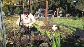 Harvesting Skirret and perennial root divisions [upl. by Regdirb]